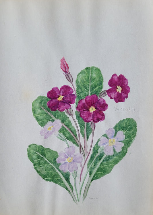 Primula Vulgaris Flower Study
