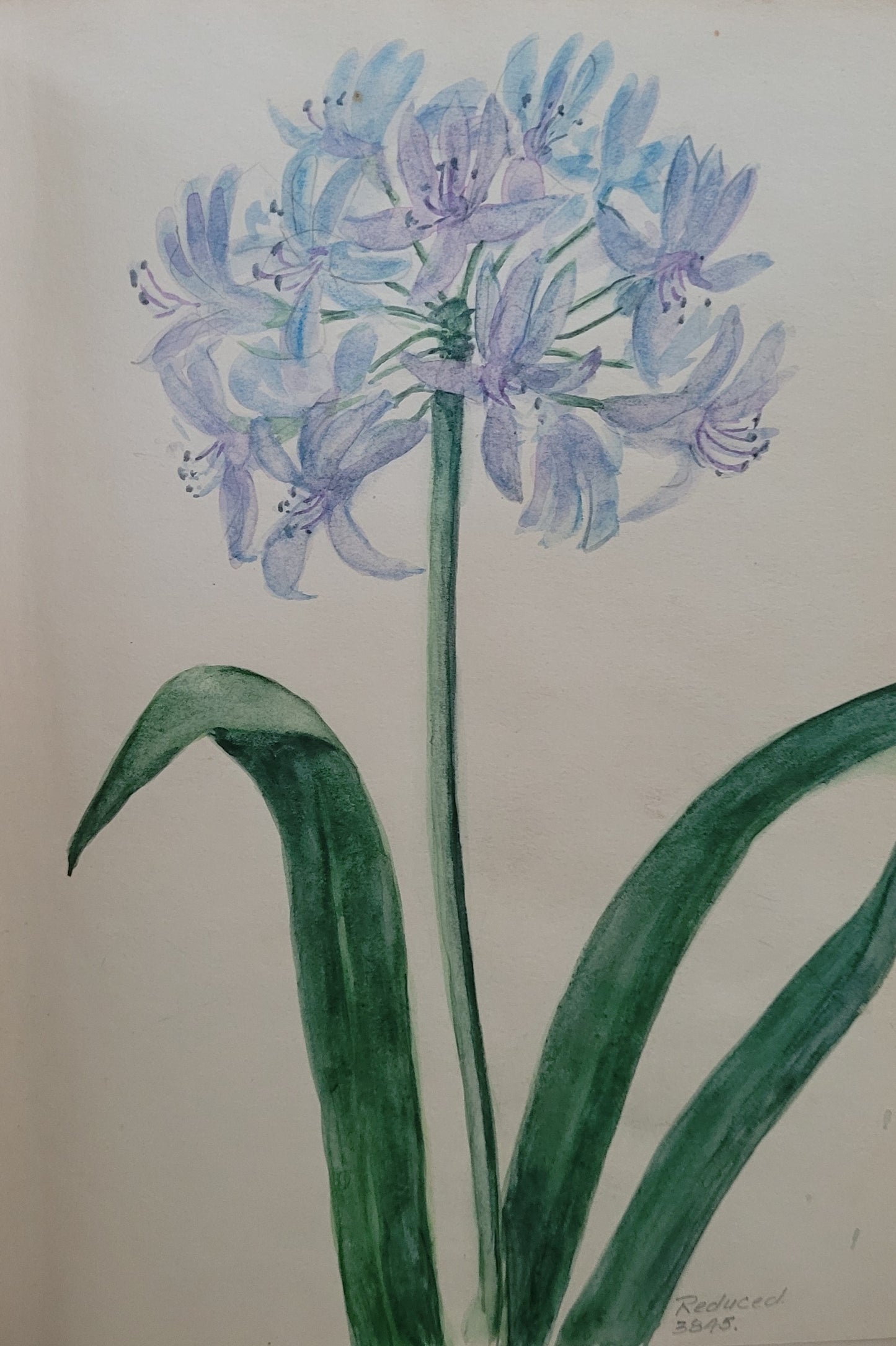 Agapanthus Plant Study