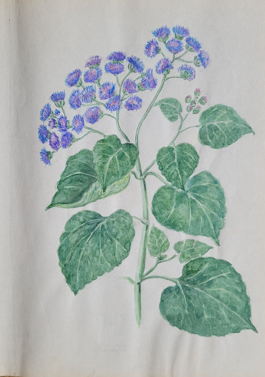 Ageratum Plant Study