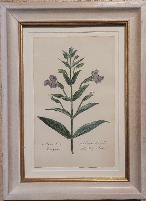 A study of a Narrow-leaved Monkey flower