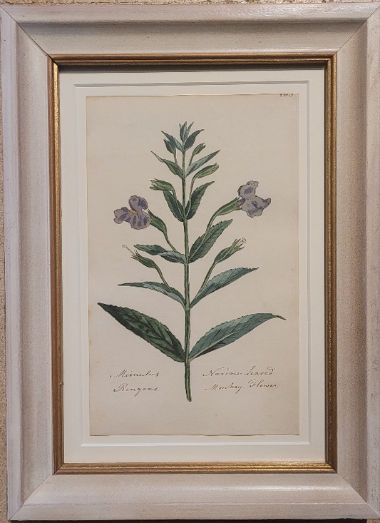 A study of a Narrow-leaved Monkey flower