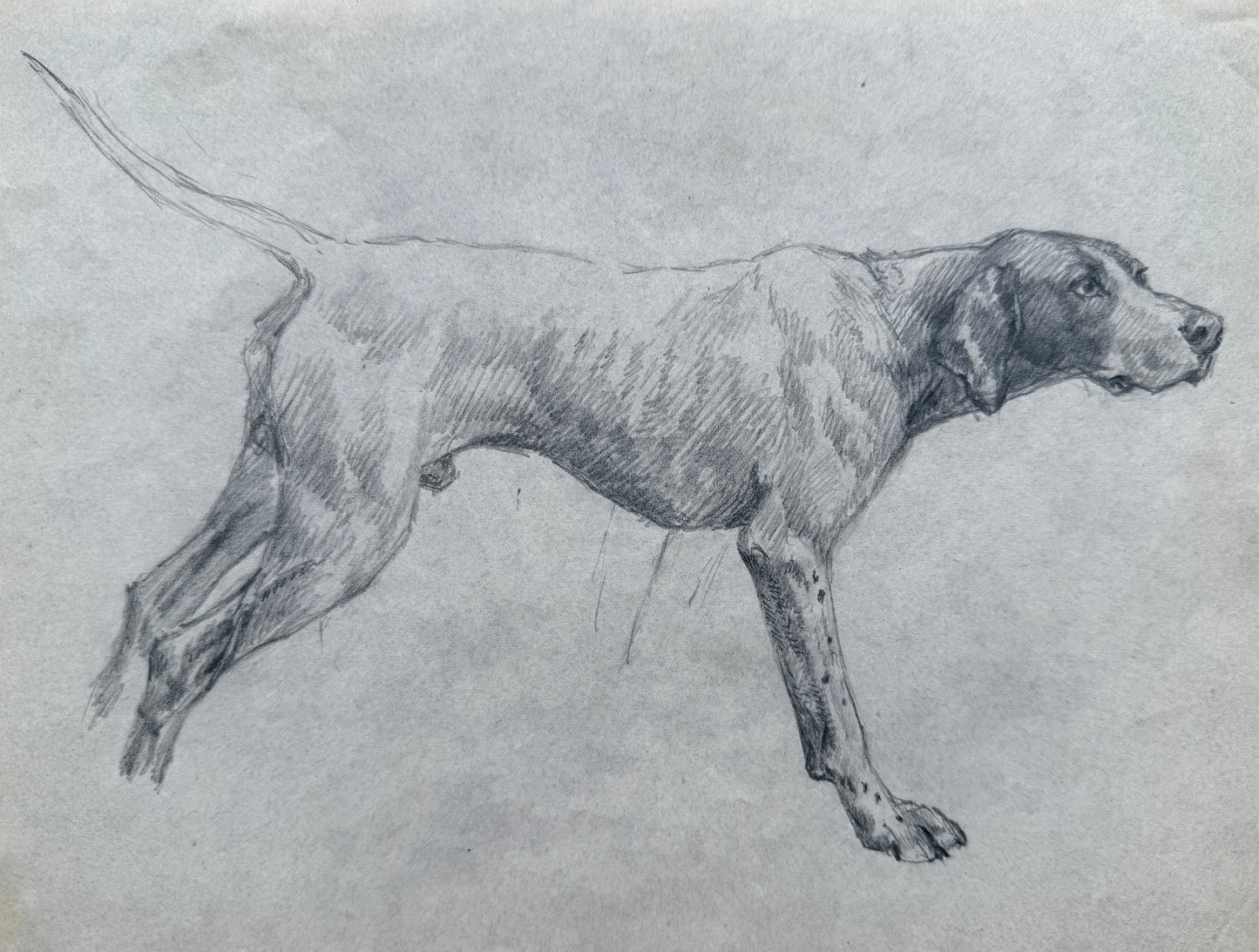 Sketch of a Hound By Thomas Blinks