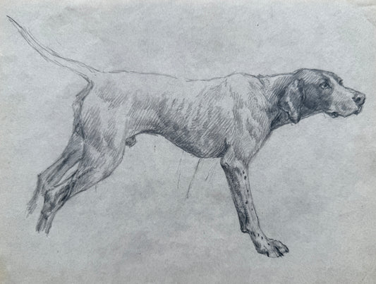 Sketch of a Hound By Thomas Blinks