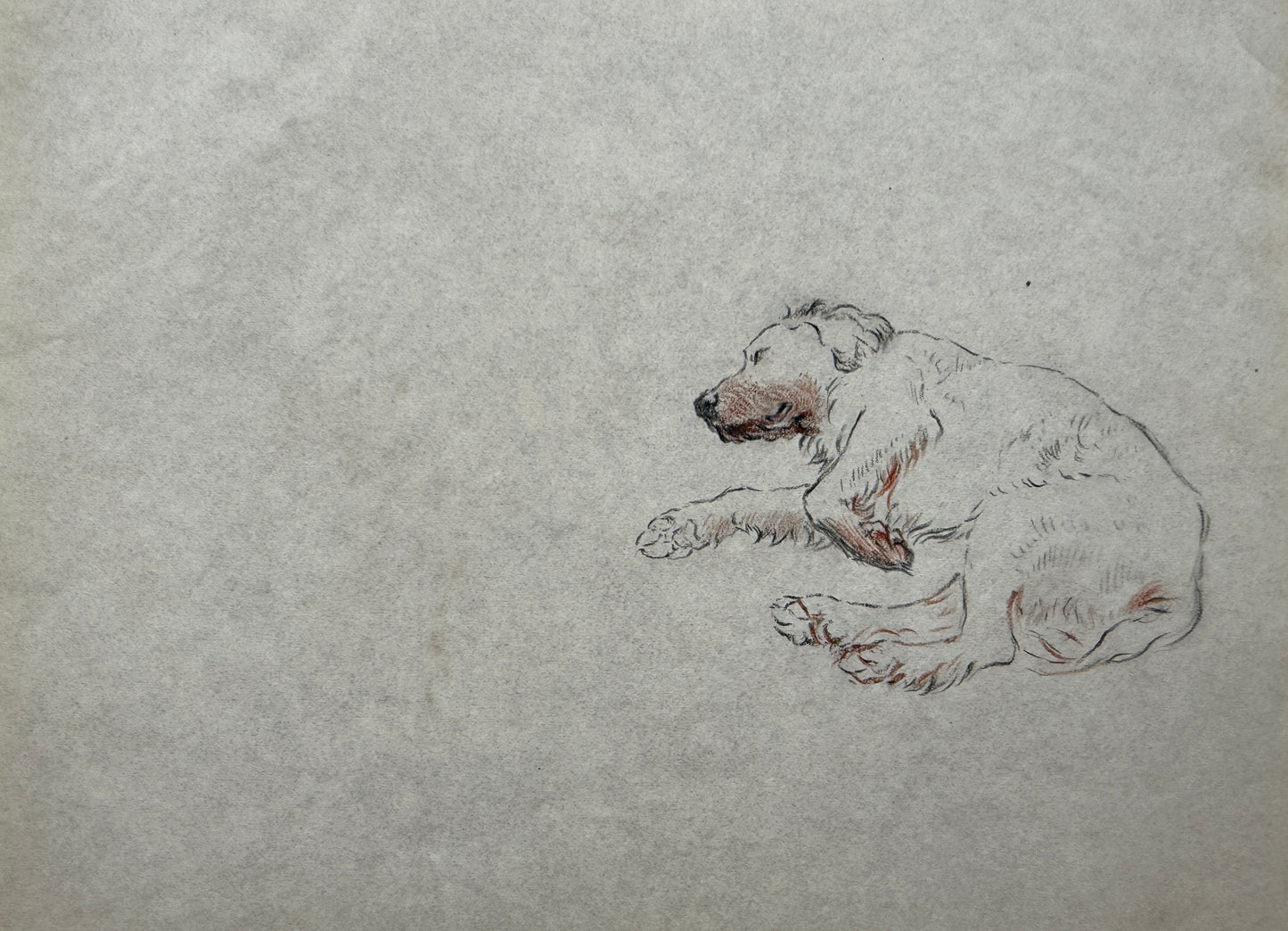 A Setter Sleeping By Thomas Blinks