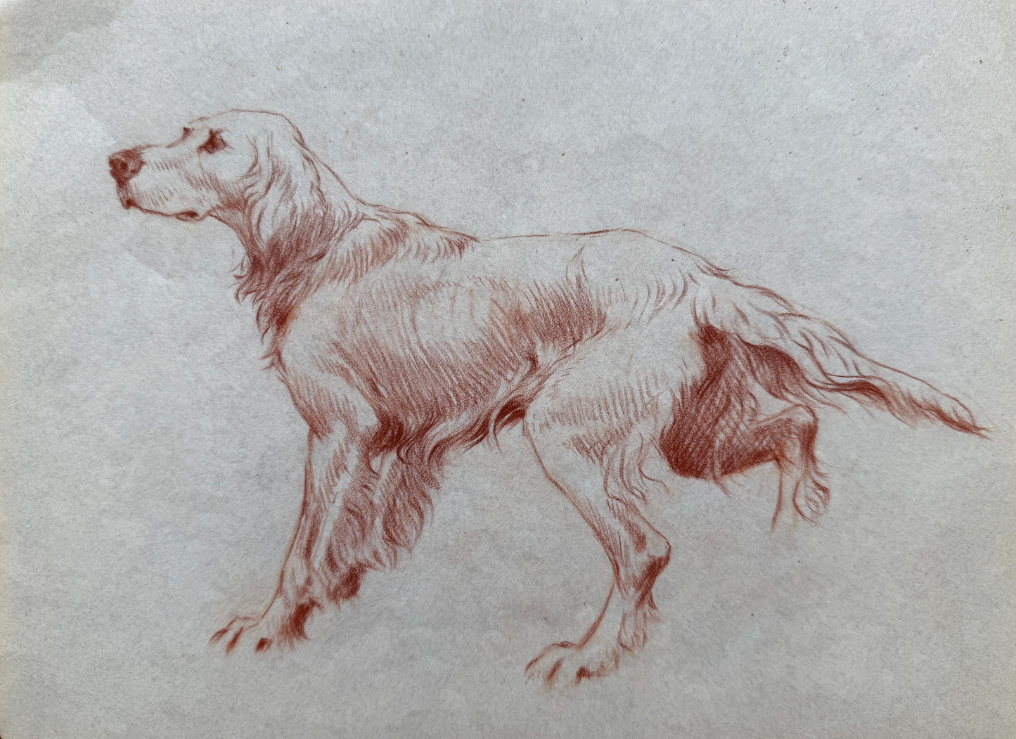 Study of a Setter By Thomas Blinks