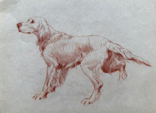 Study of a Setter By Thomas Blinks