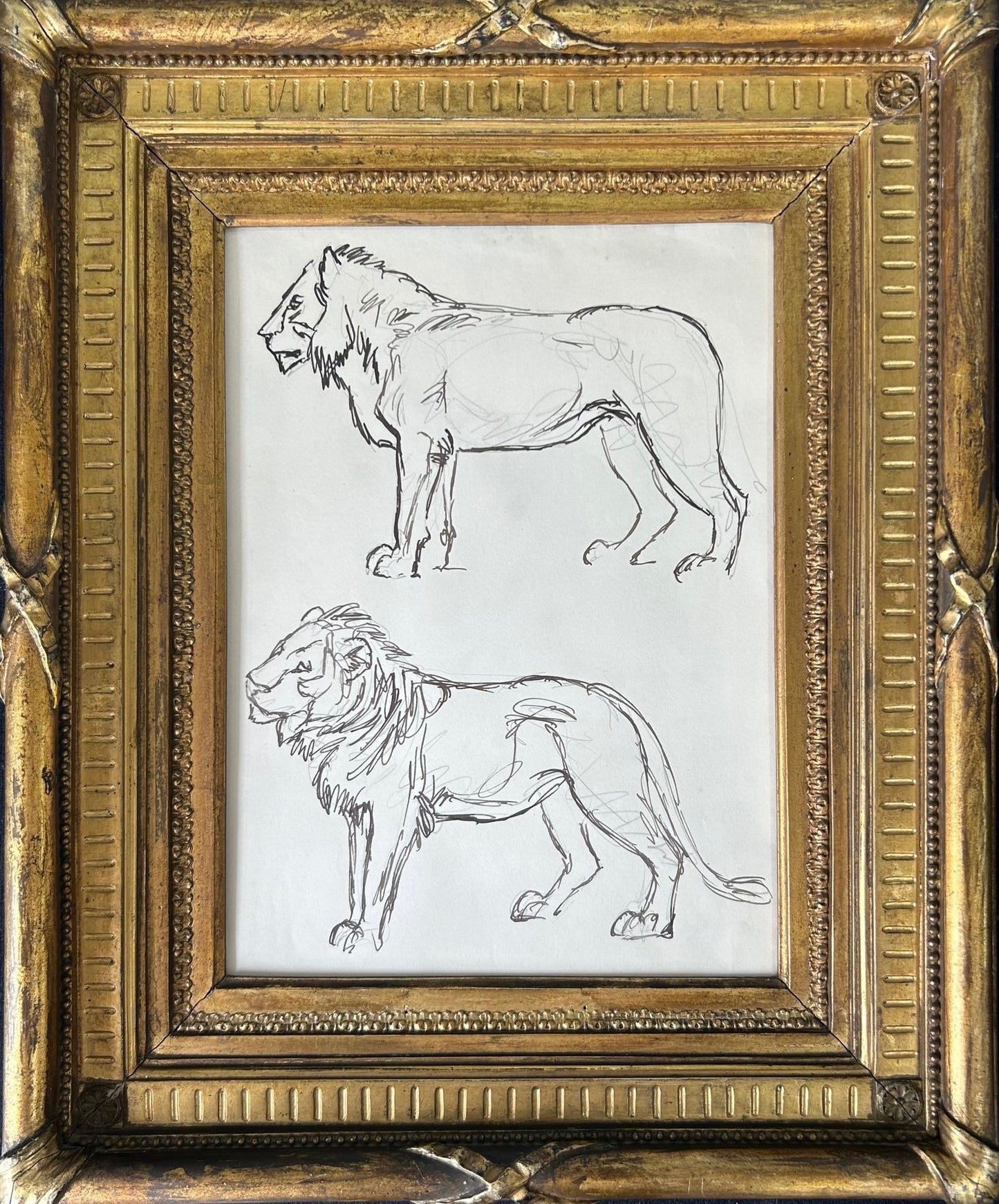 Lion Study