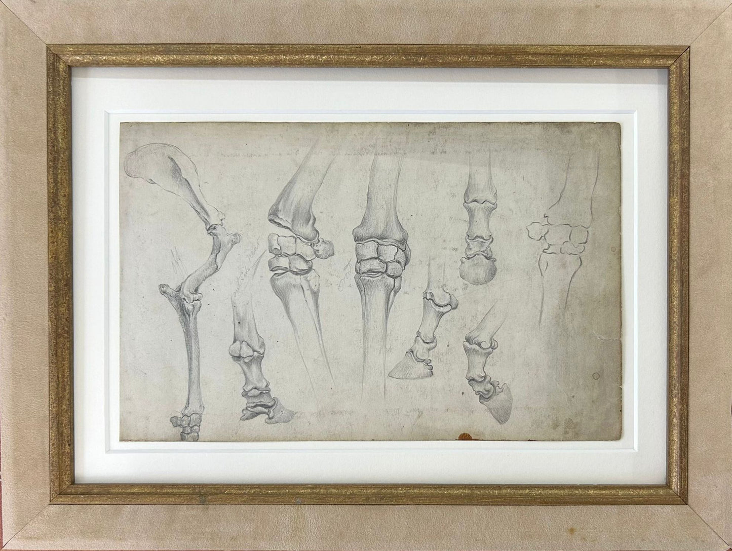 Anatomical Study of a Horse - Thomas Blinks