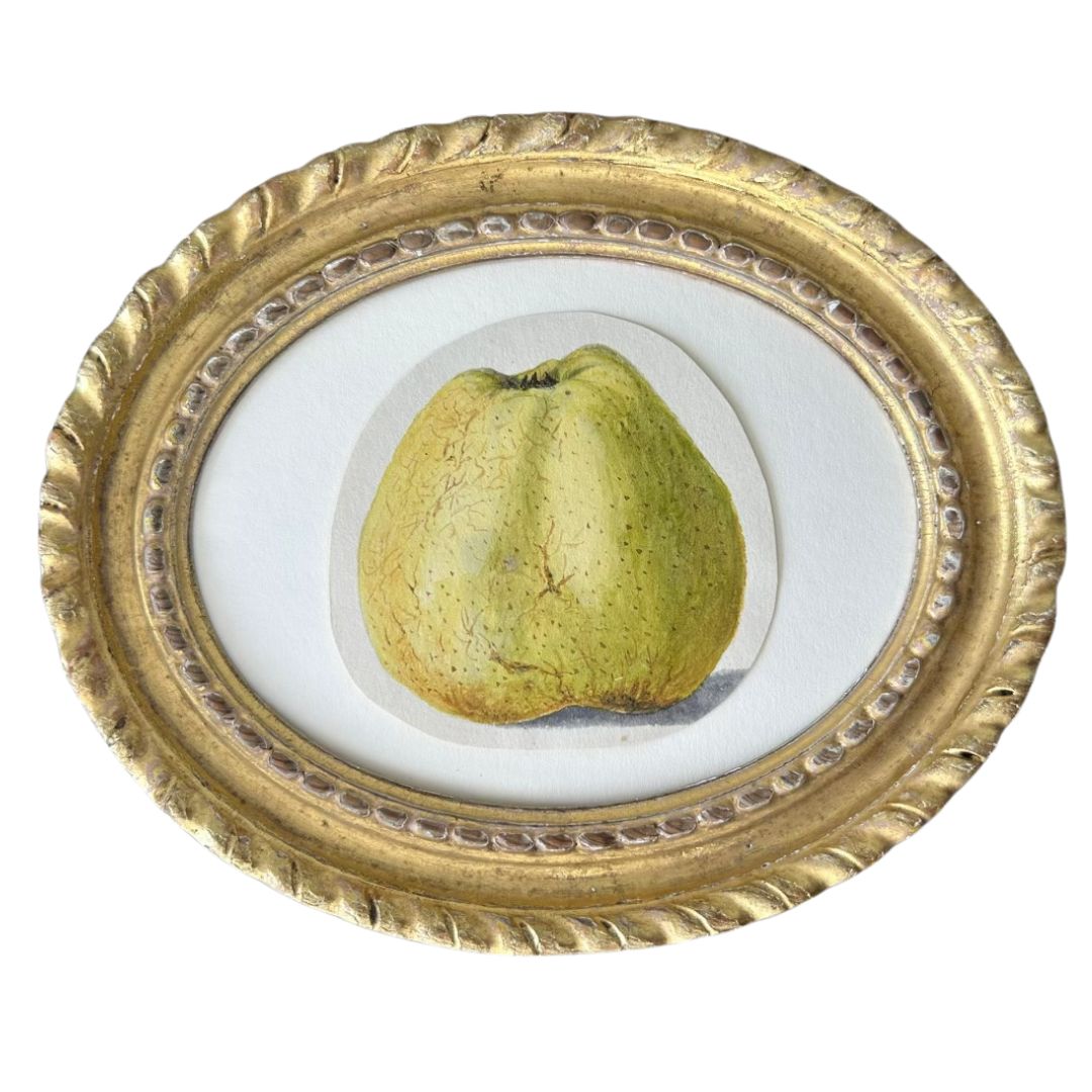 Quince Study #2