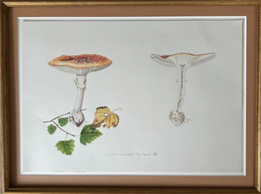 Study of a Amanira Muscaria