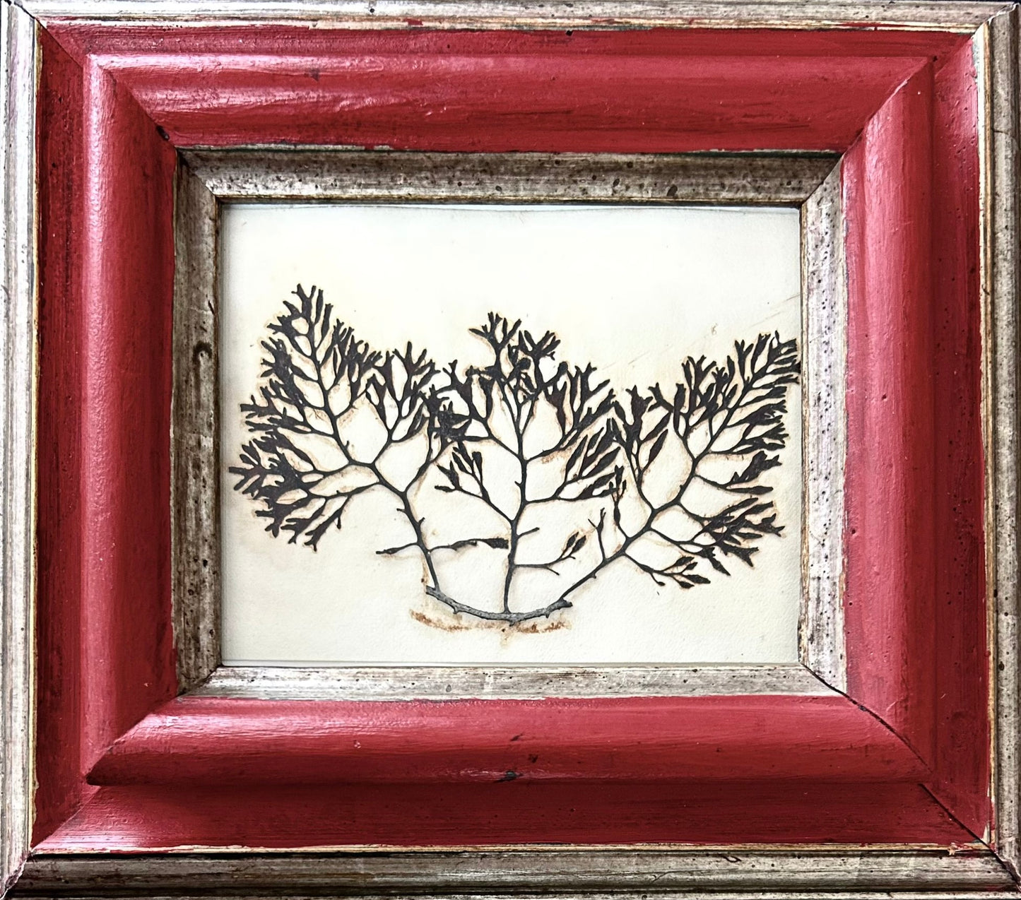 Seaweed #7