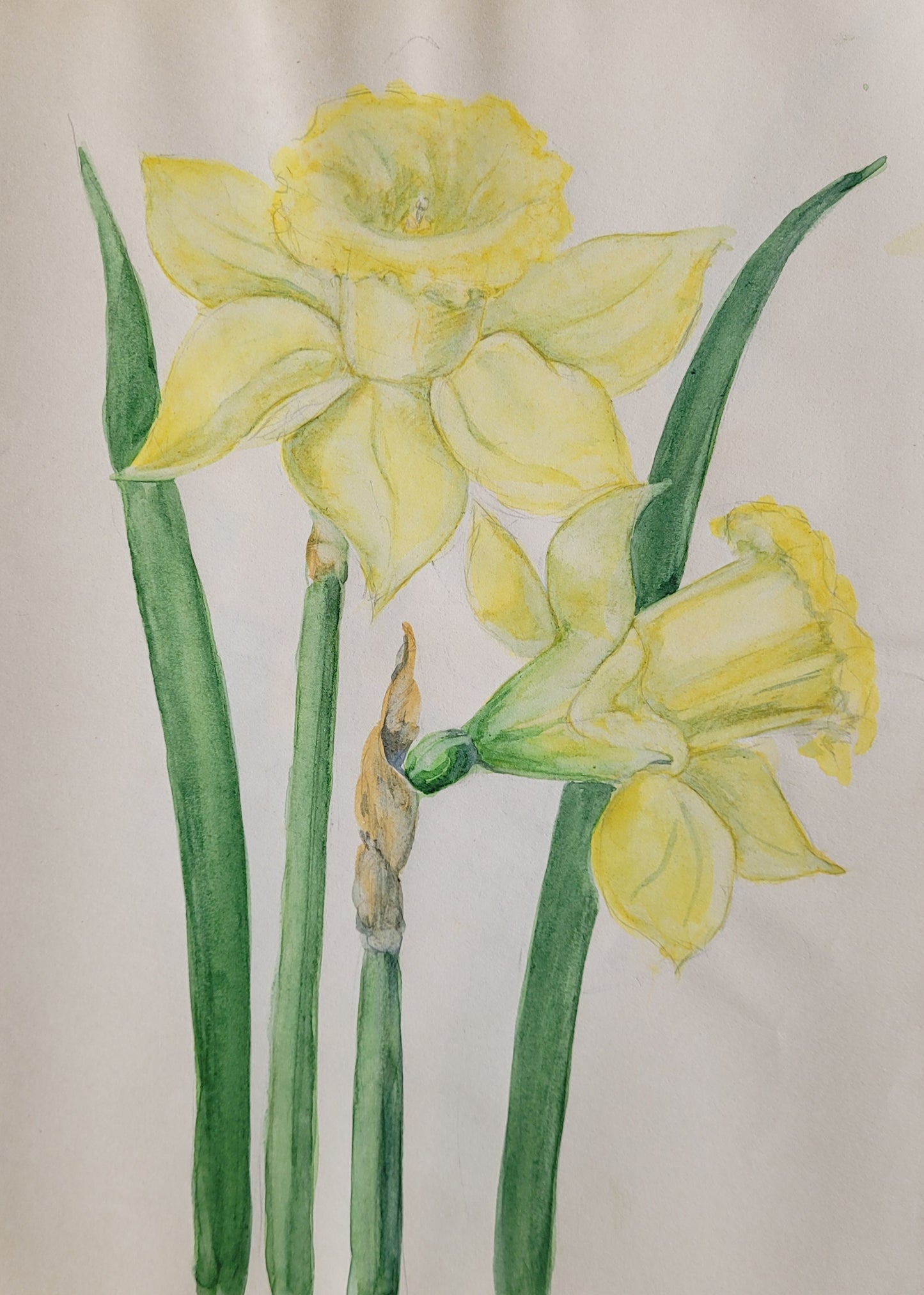 Narcissus #2