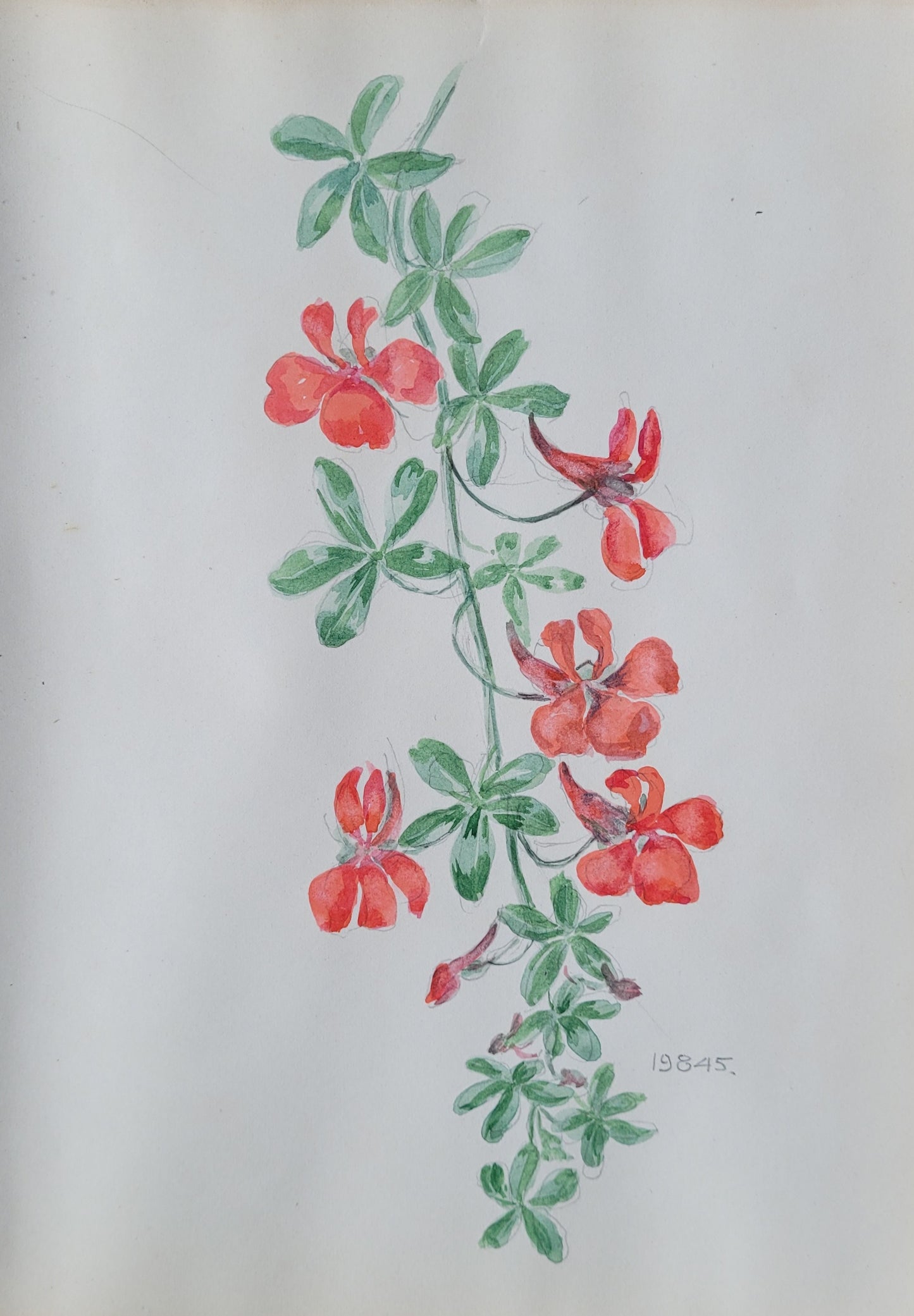 Tropaeolum Speciosum Study