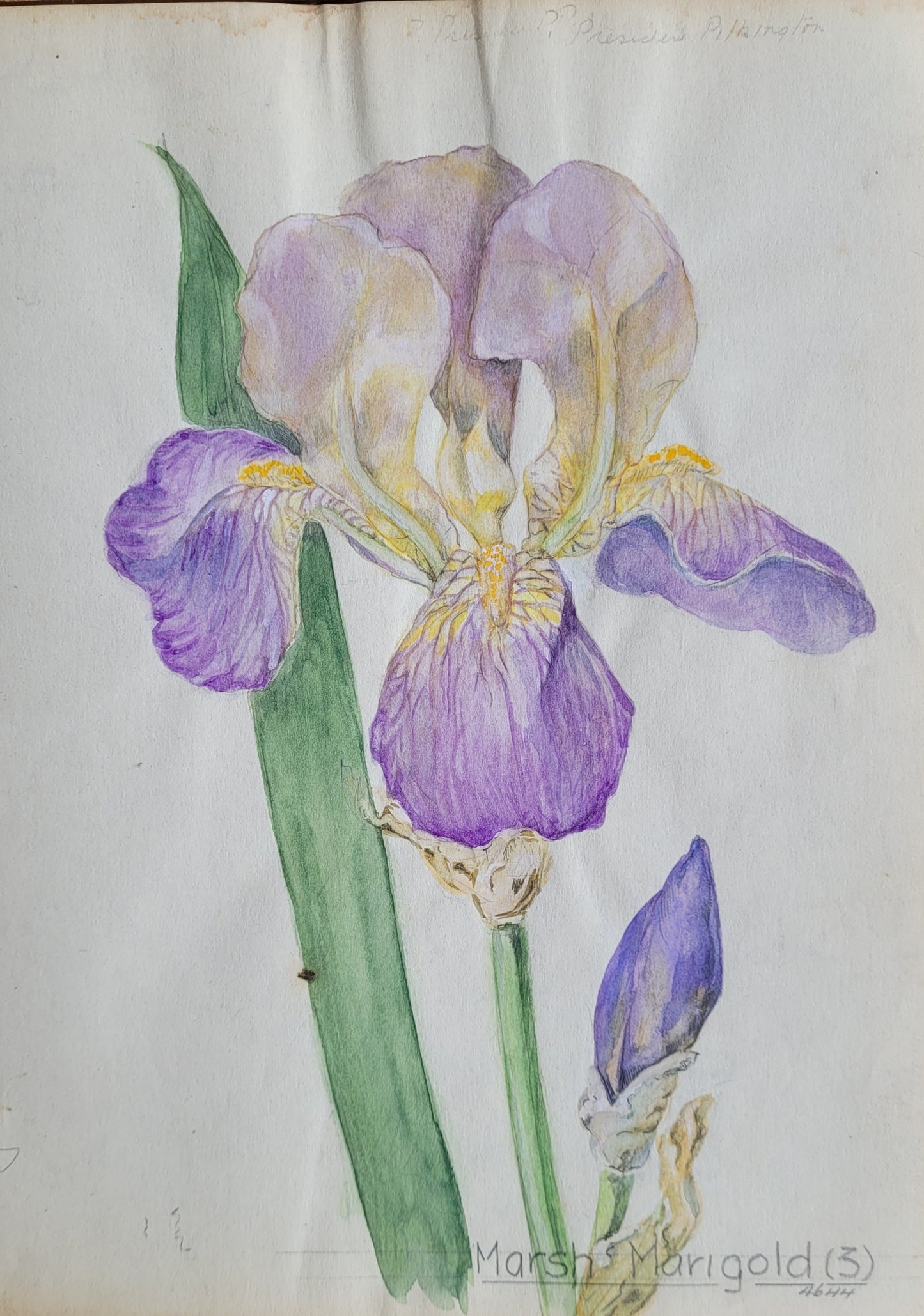 Iris #7