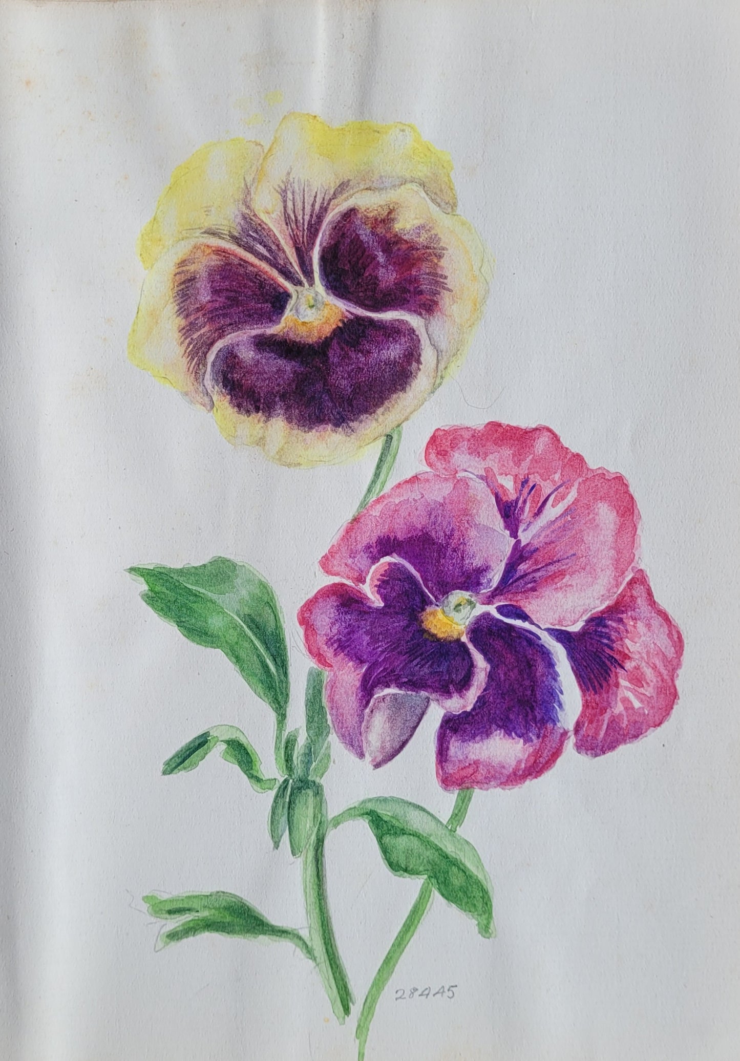Pansy Flower Study