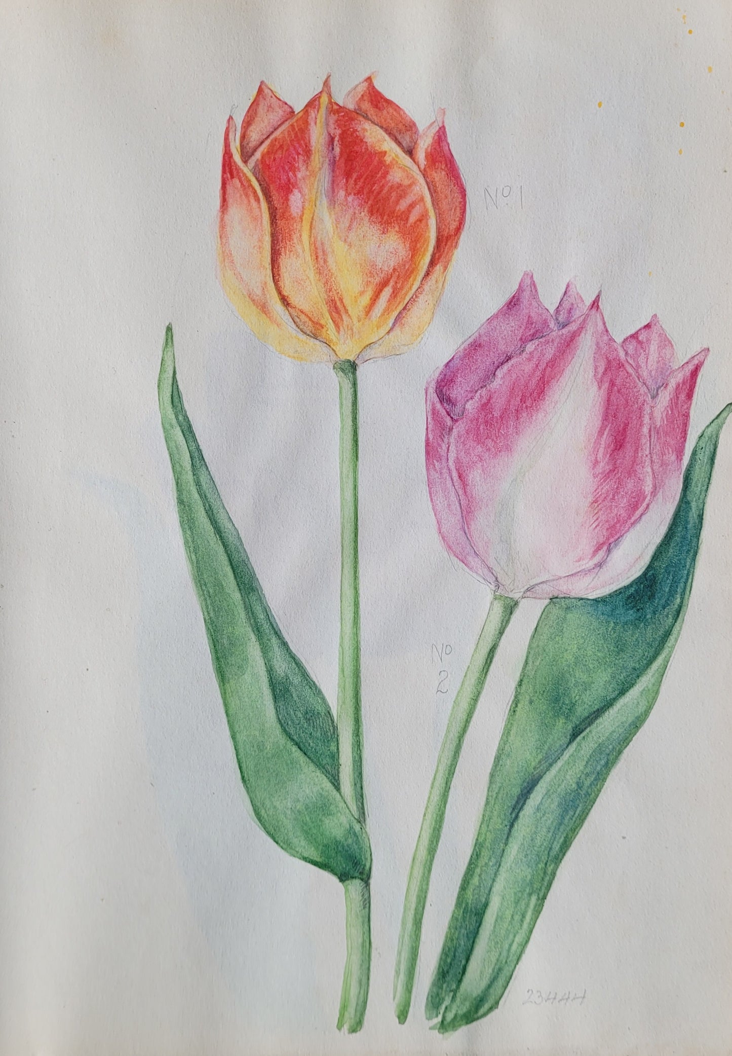 Tulip #2