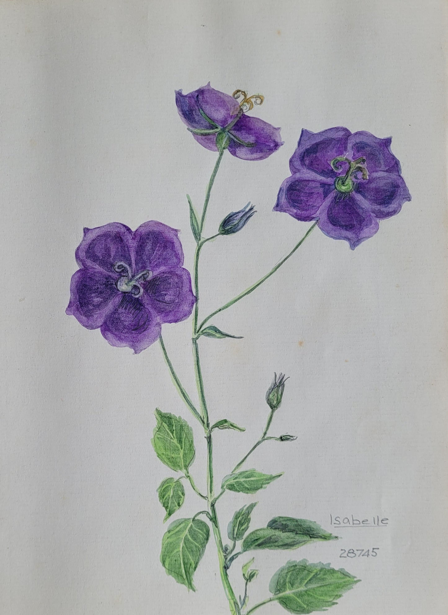 Campanula Carpatica
