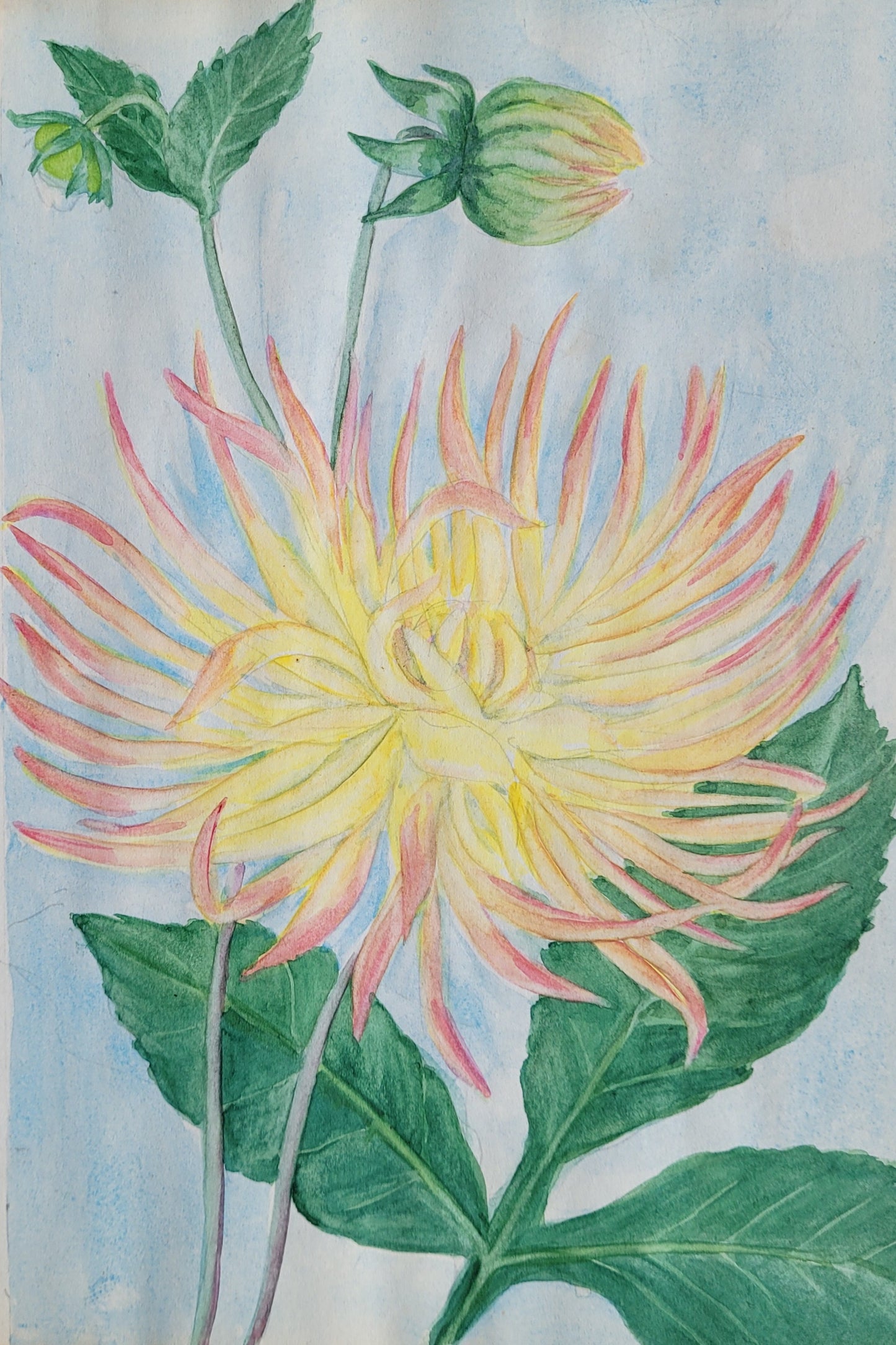 Dahlia #5