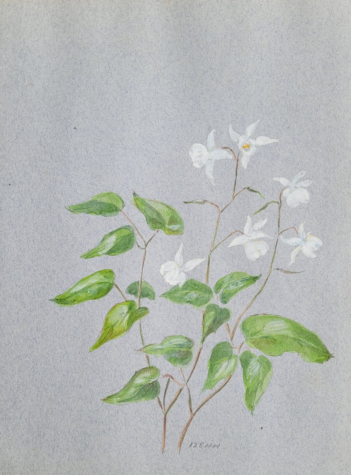 Erigeron Flower Study