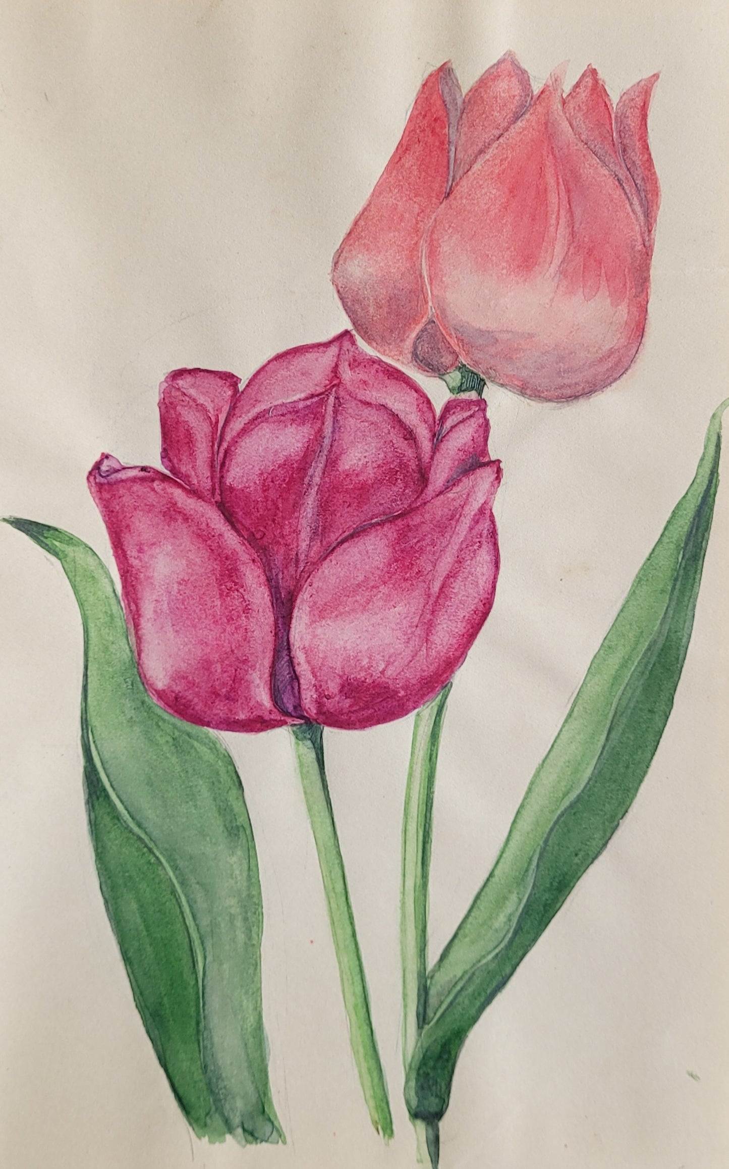 Tulip #1