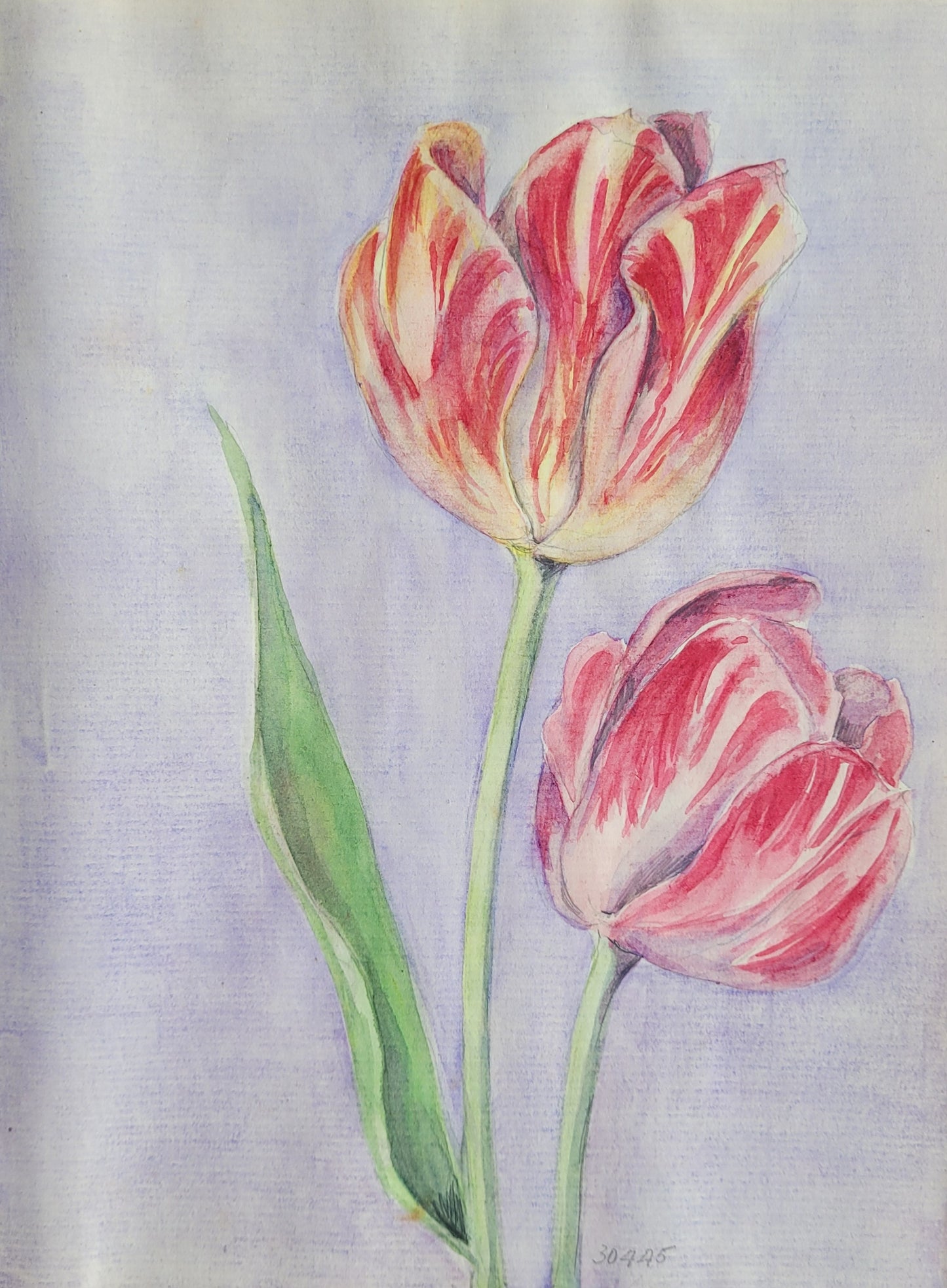 Tulip Study