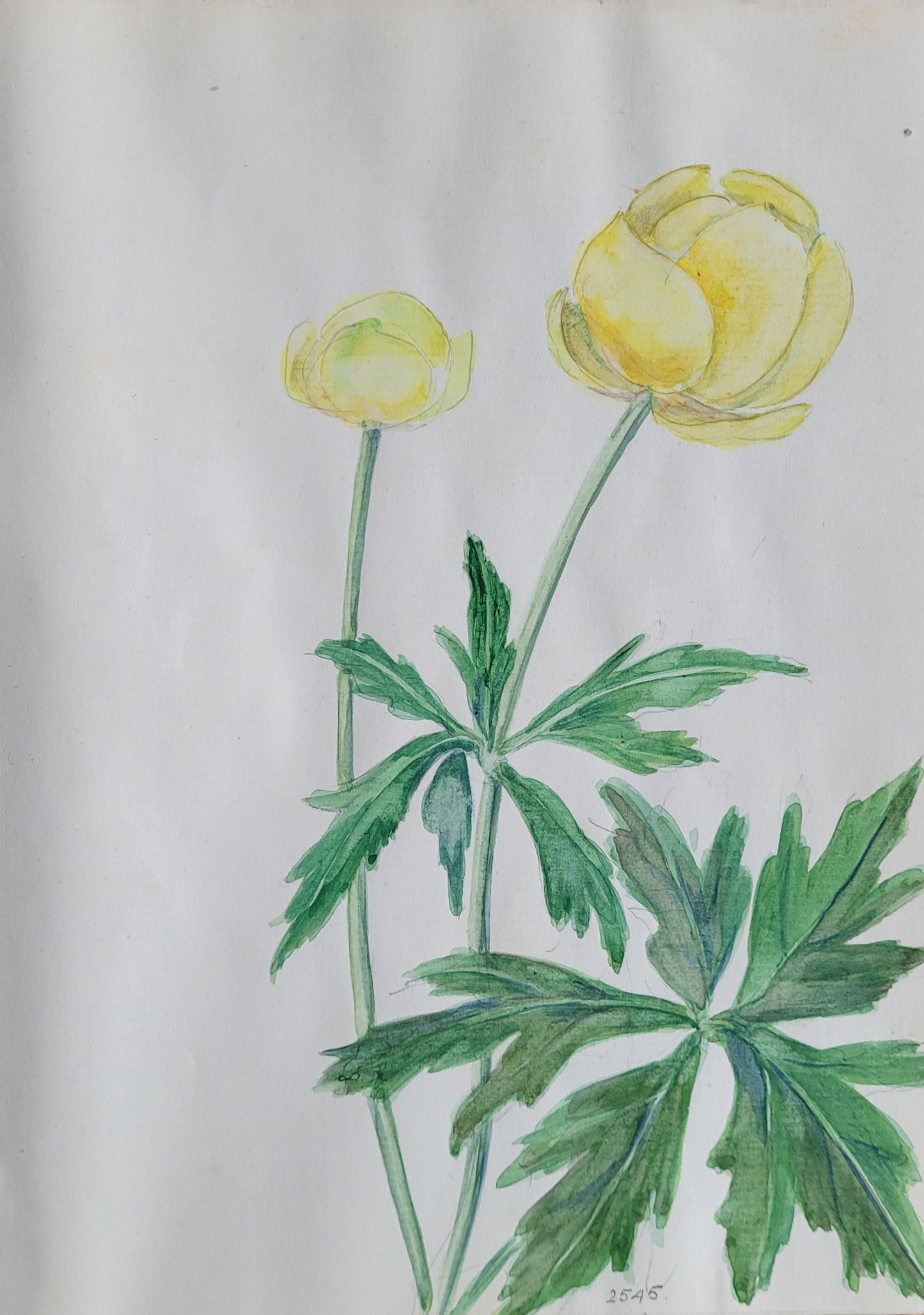 Trollius Globe Flower Study