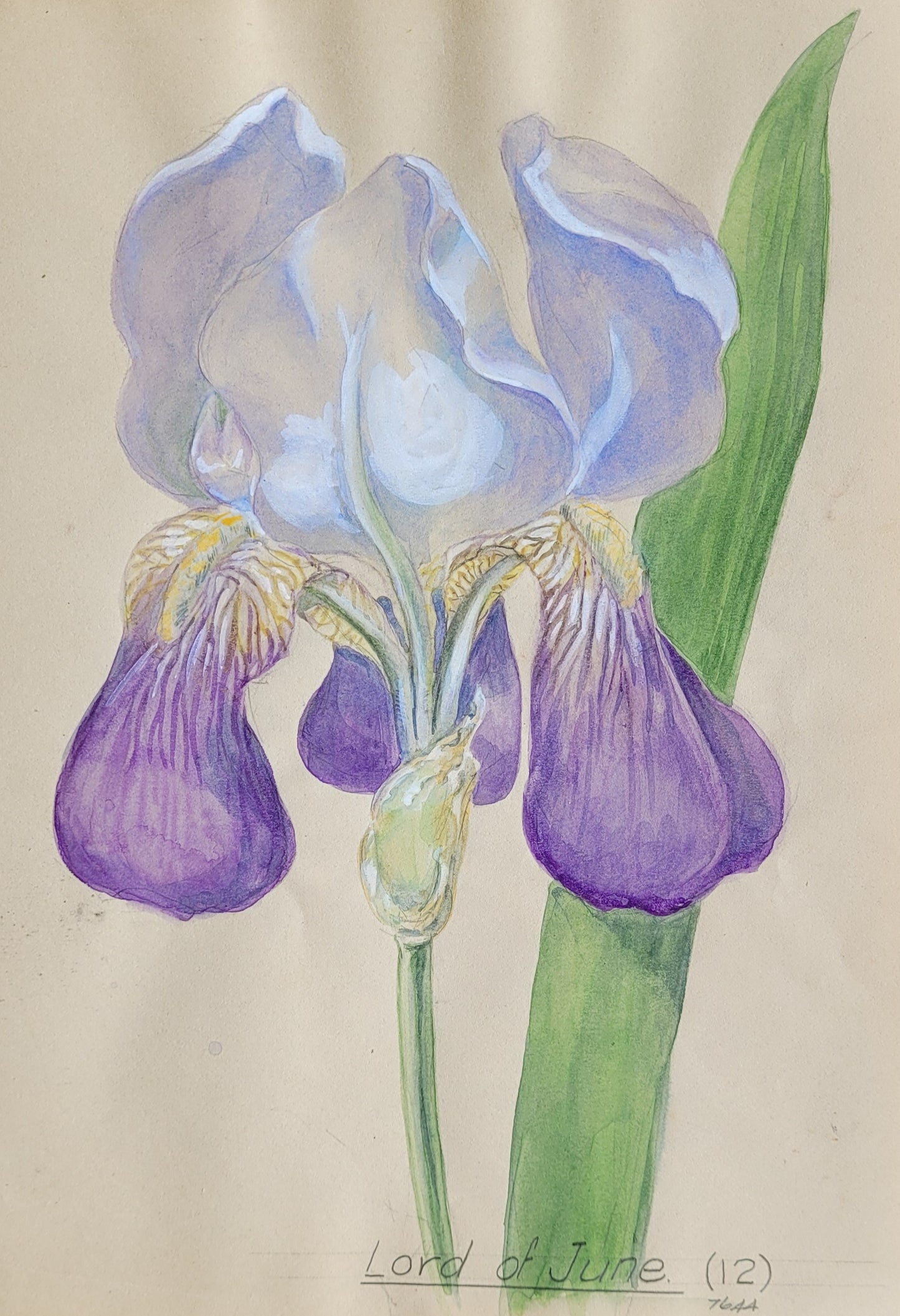 Iris #4