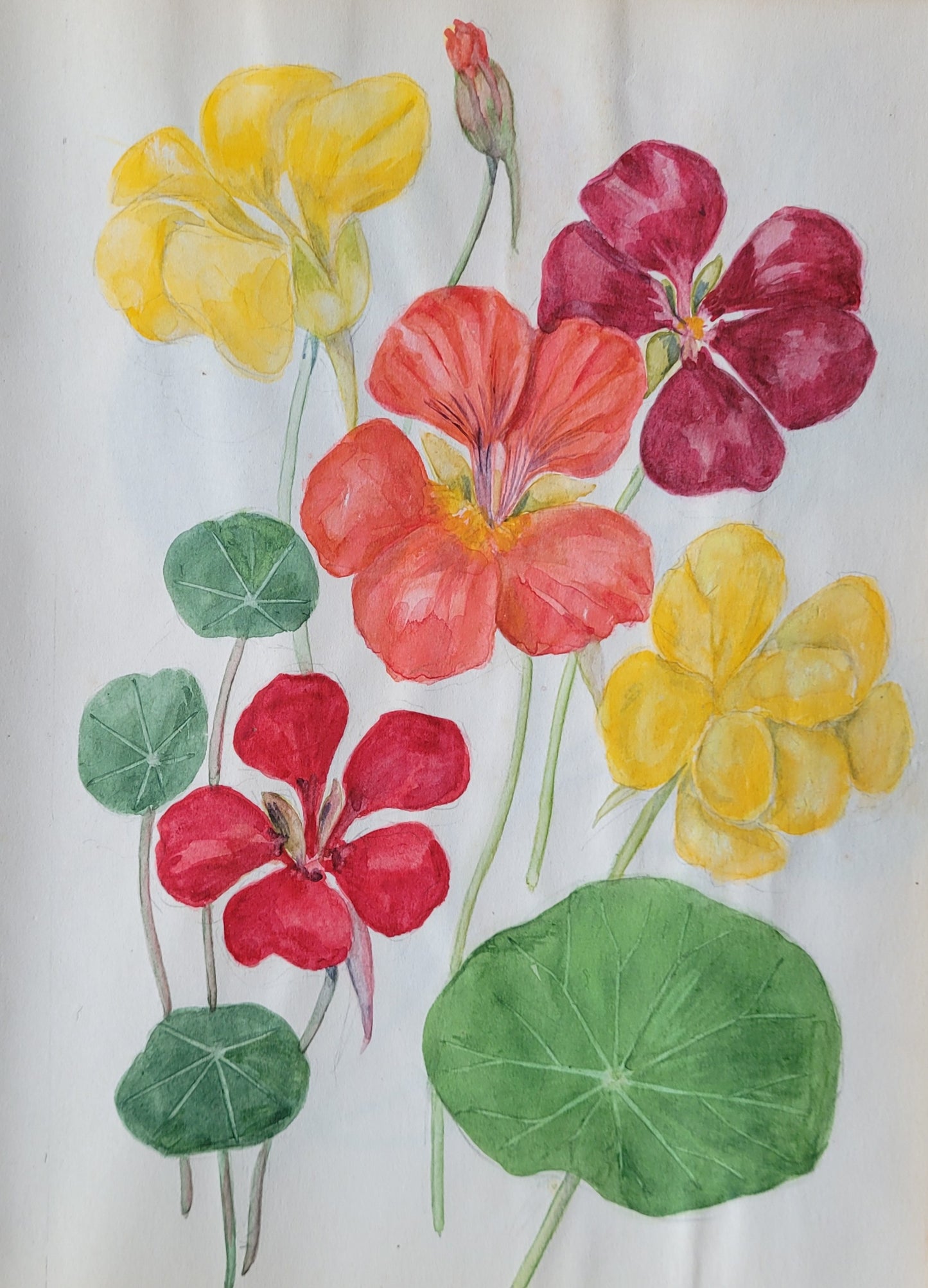 Nasturtium Study