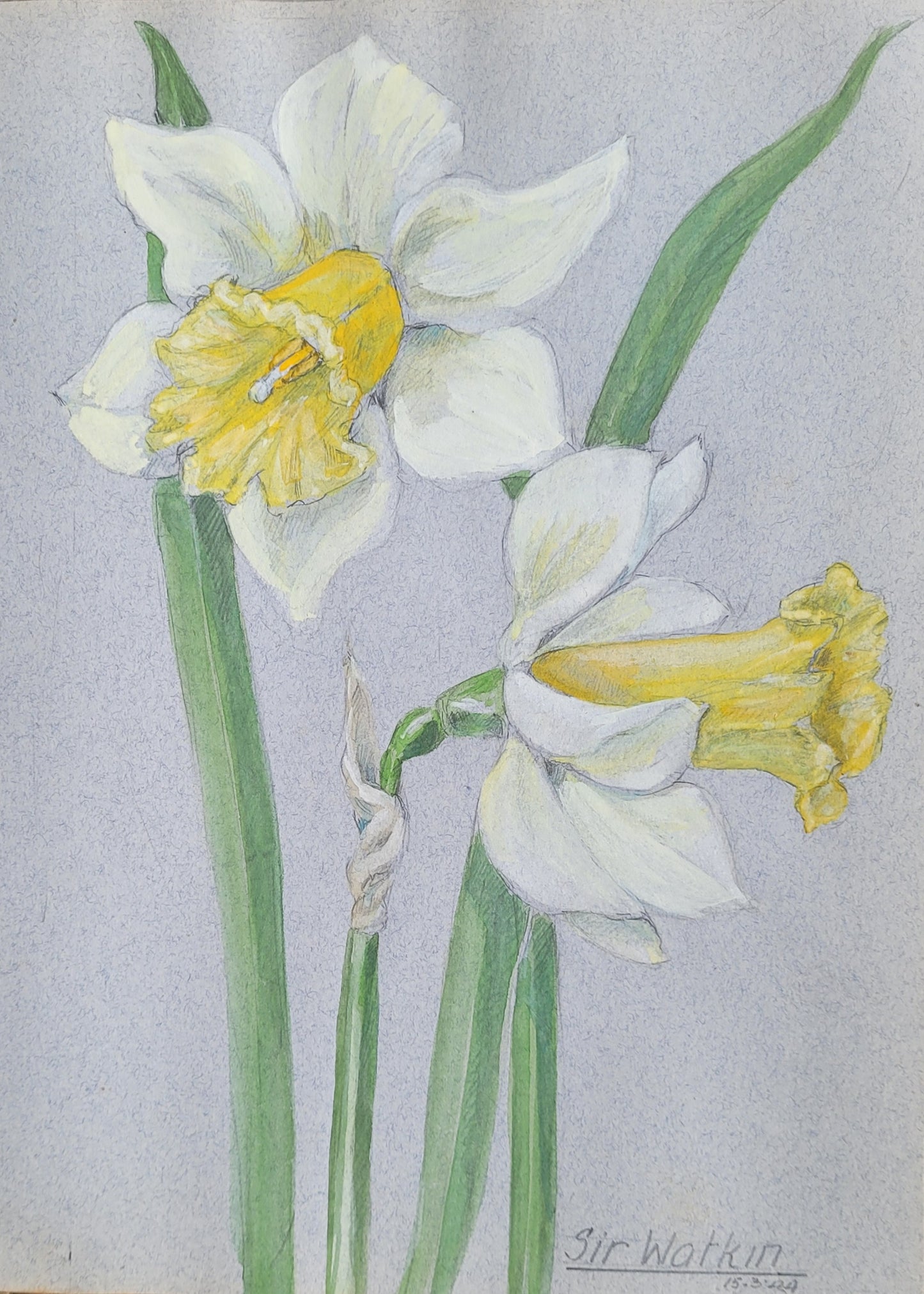 Daffodil Flower Study