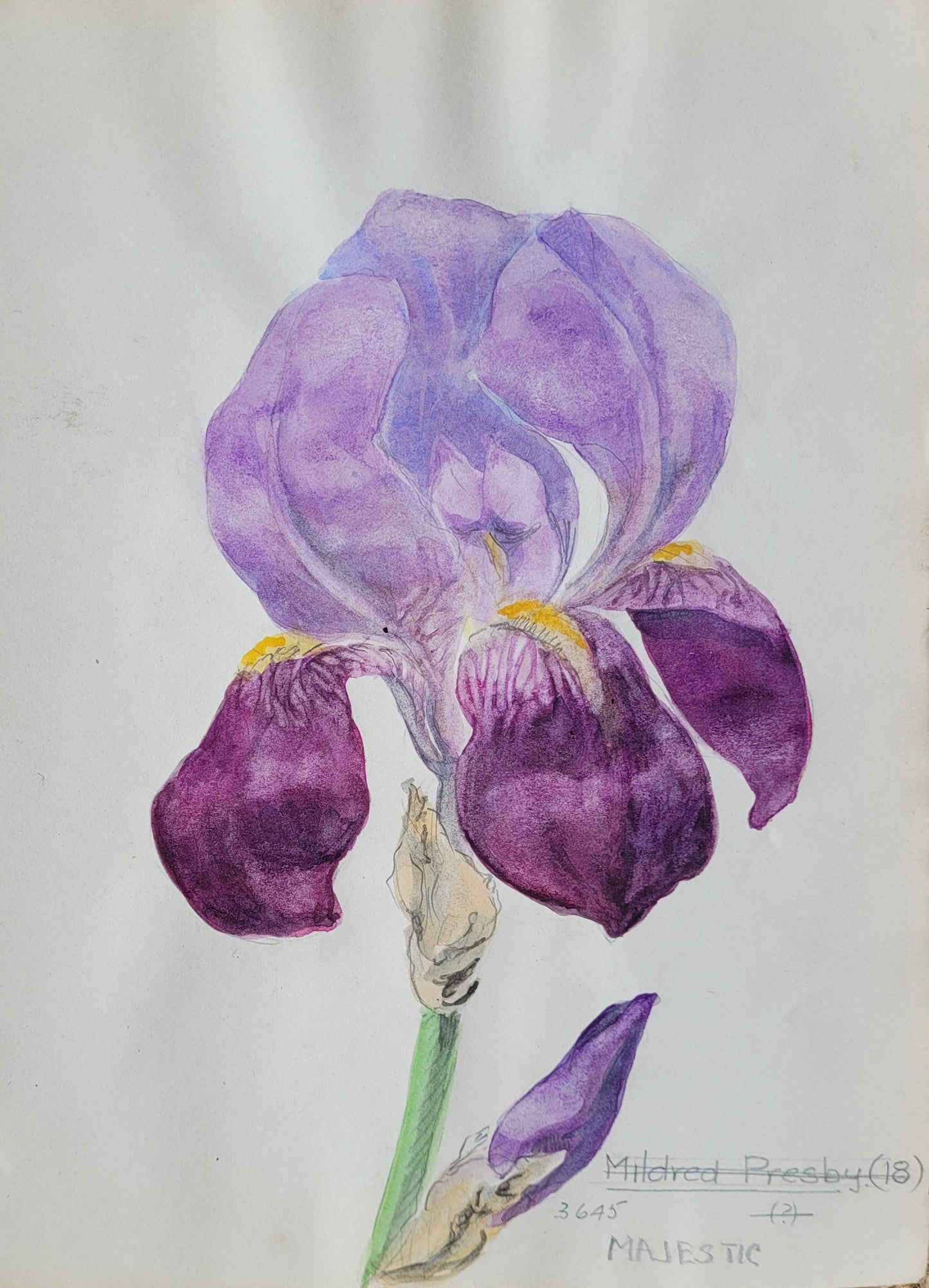 Iris #2