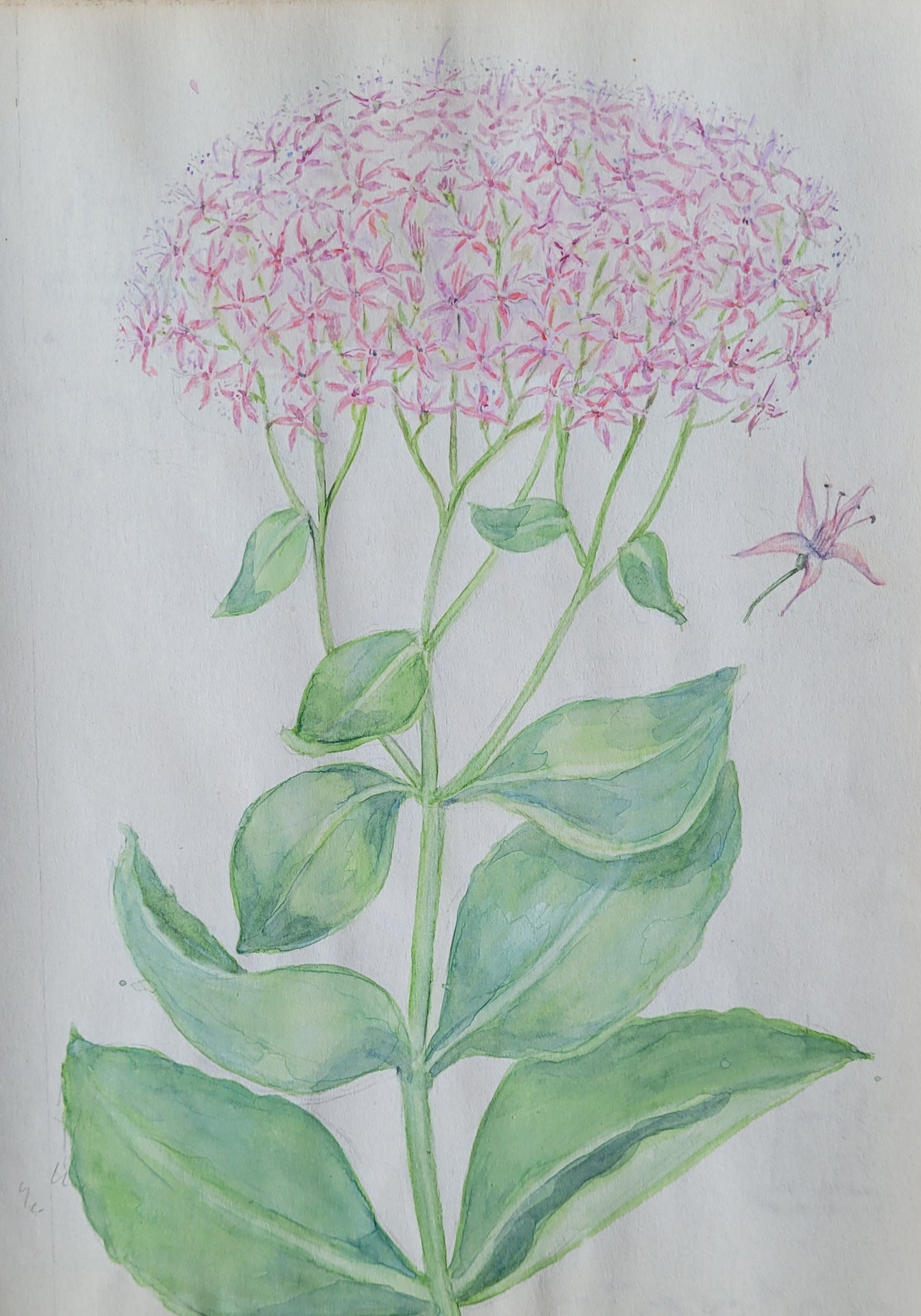 Sedum Spectabile Study