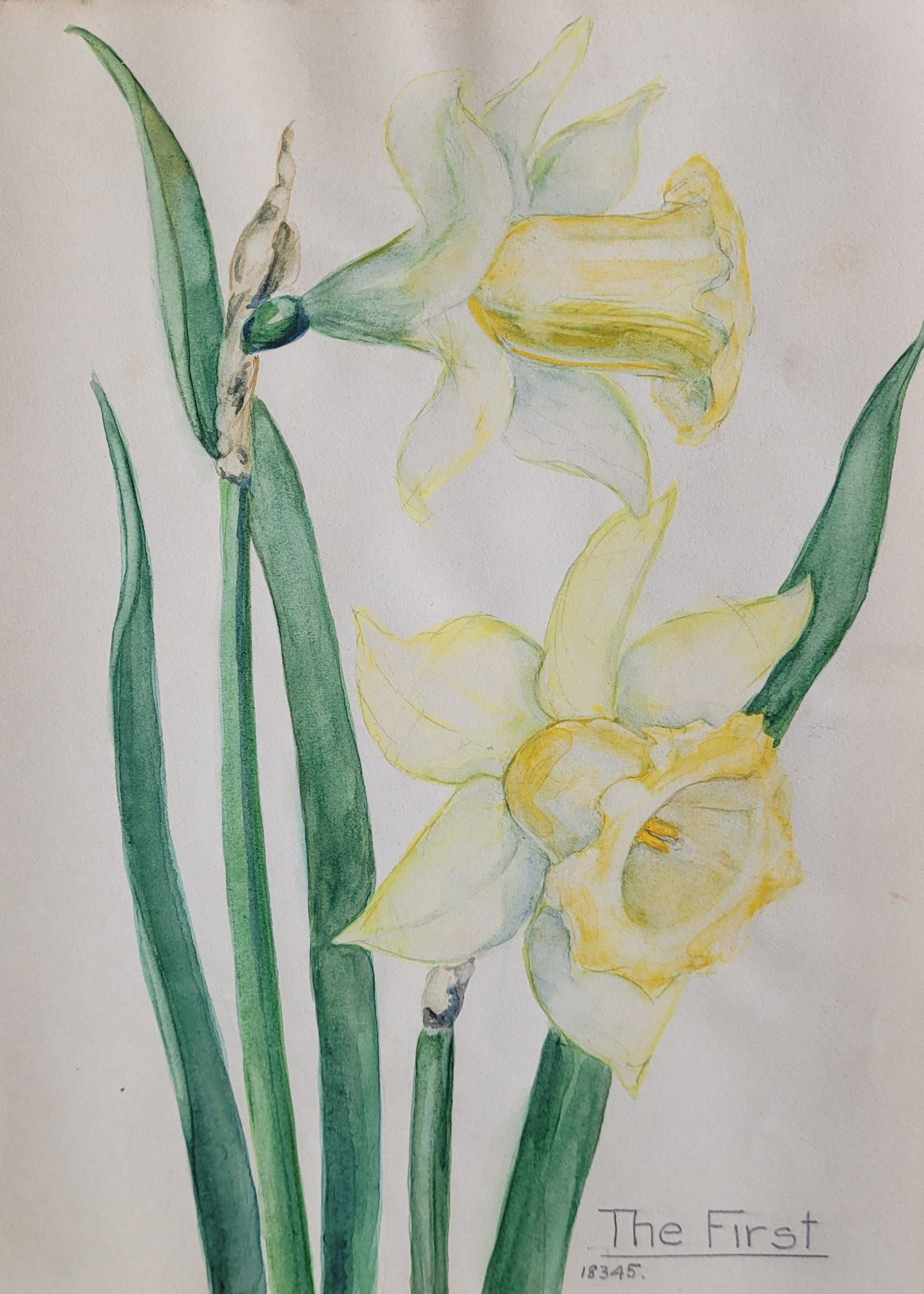 Narcissus #3
