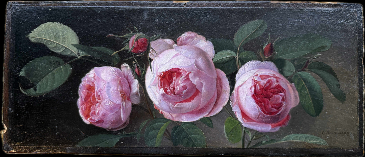 Botanical Study of Roses