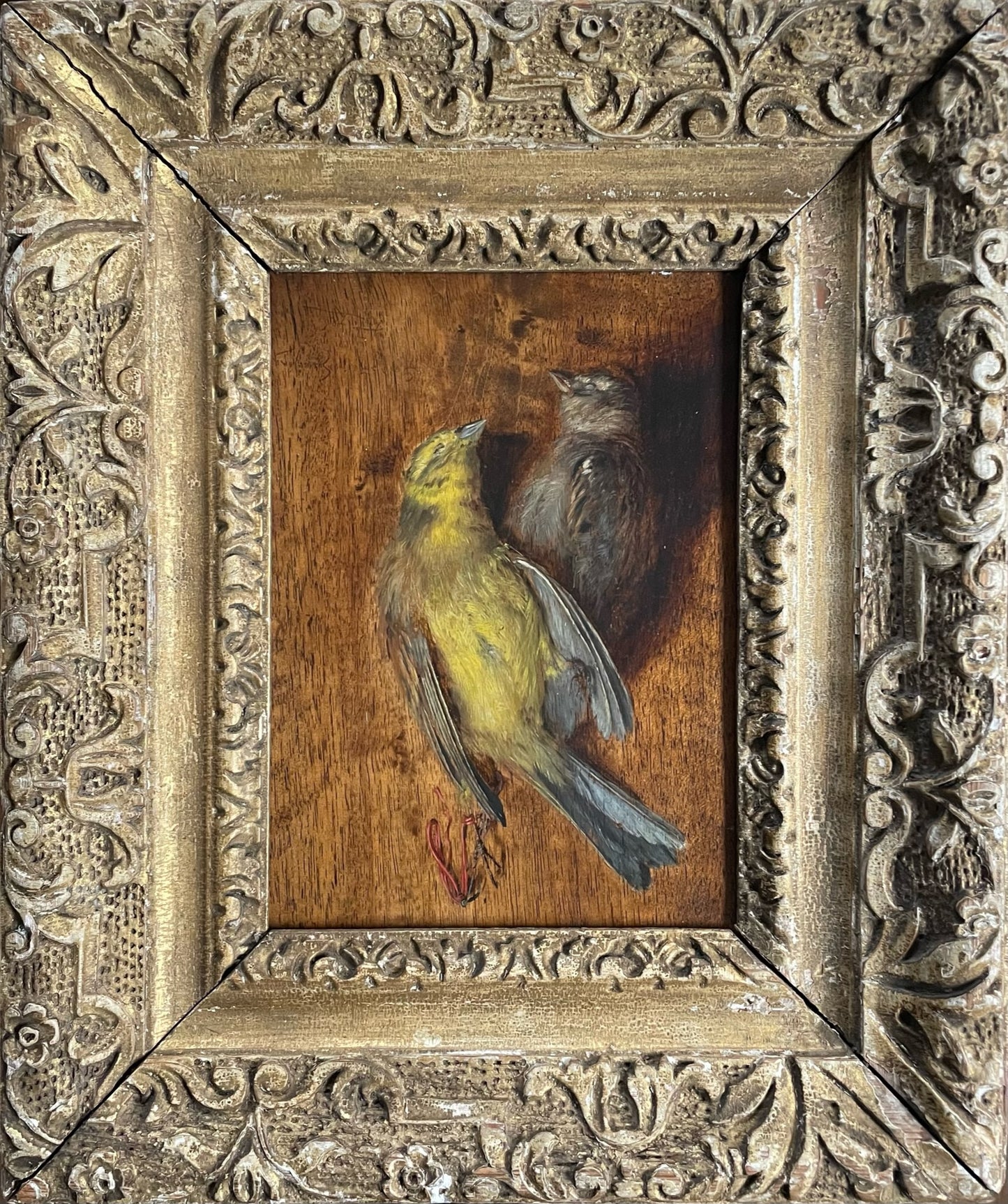 Study of Birds