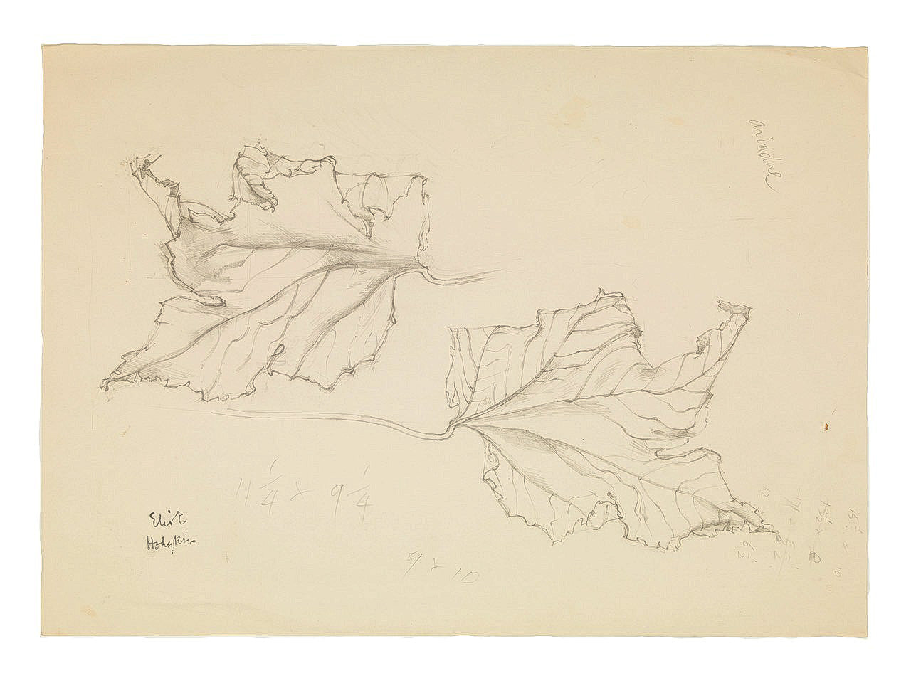 Study of Leaves