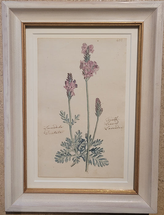A study of a Lavender