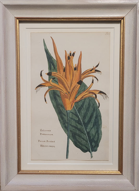 A study of a Heliconia Psittacorum