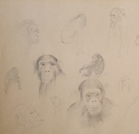 Monkey Study #3