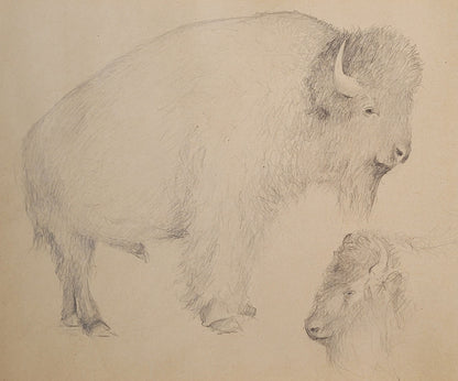 Bison Study