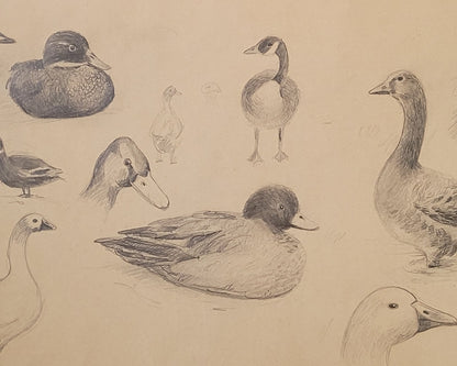 Duck Study