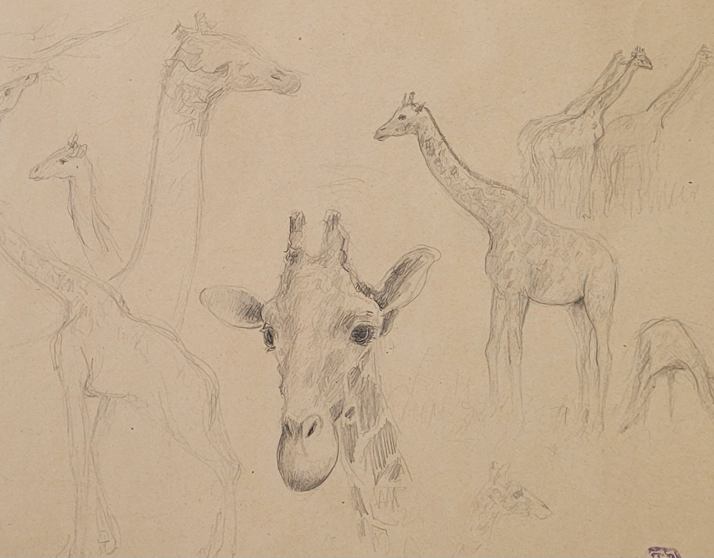 Giraffe Study