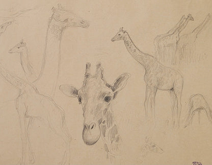 Giraffe Study