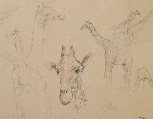 Giraffe Study