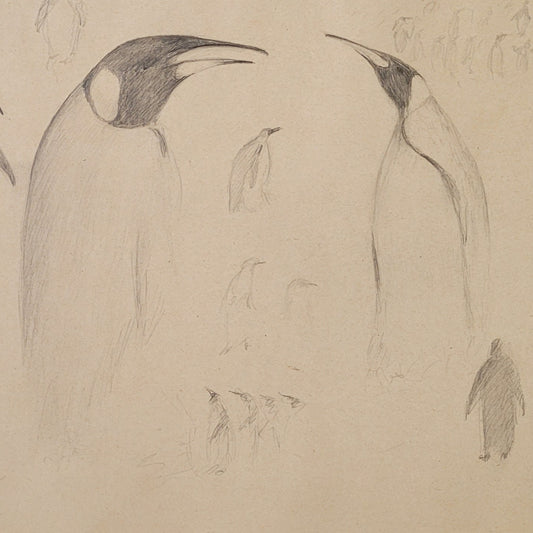 Penguin Study