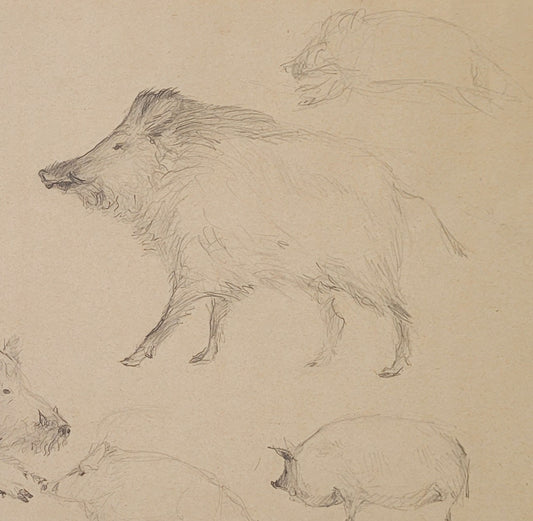 Wild Boar Study