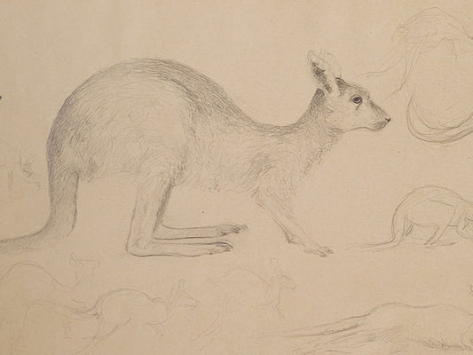 Kangaroo Study