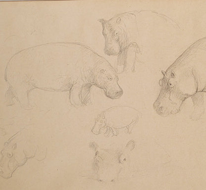 Hippopotamus Study