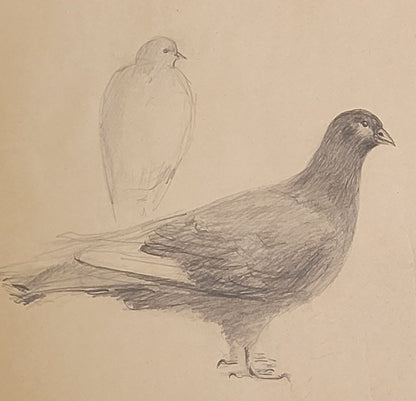 Pigeon Study