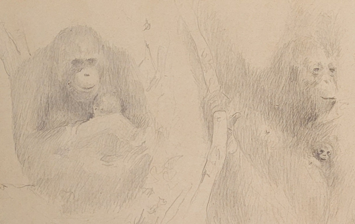 Gorilla Study