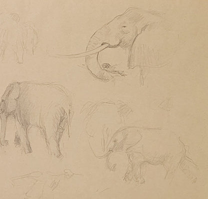 Elephant Study #3